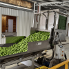 Automatic Bulk Bin Tipper
