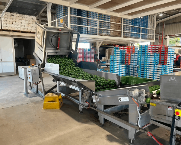 Belt Feeder & Roller Elevators