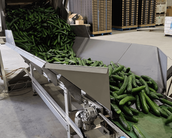 Belt Feeder & Roller Elevators