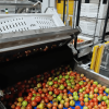 Soft Automatic Bulk Bin Tipper