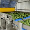 Soft Tipping Belt Feeder